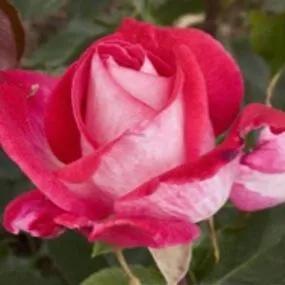 Rose Gaujard Hybrid Tea Rose (Rosa Rose Gaujard) 1